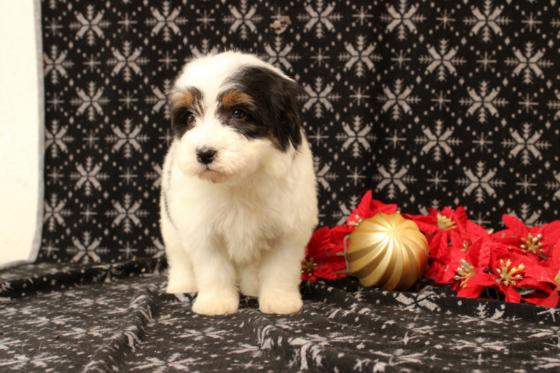 puppy, for, sale, Mini Bernadoodle F2, Matthew B. Stoltzfus, dog, breeder, Gap, PA, dog-breeder, puppy-for-sale, forsale, nearby, find, puppyfind, locator, puppylocator, aca